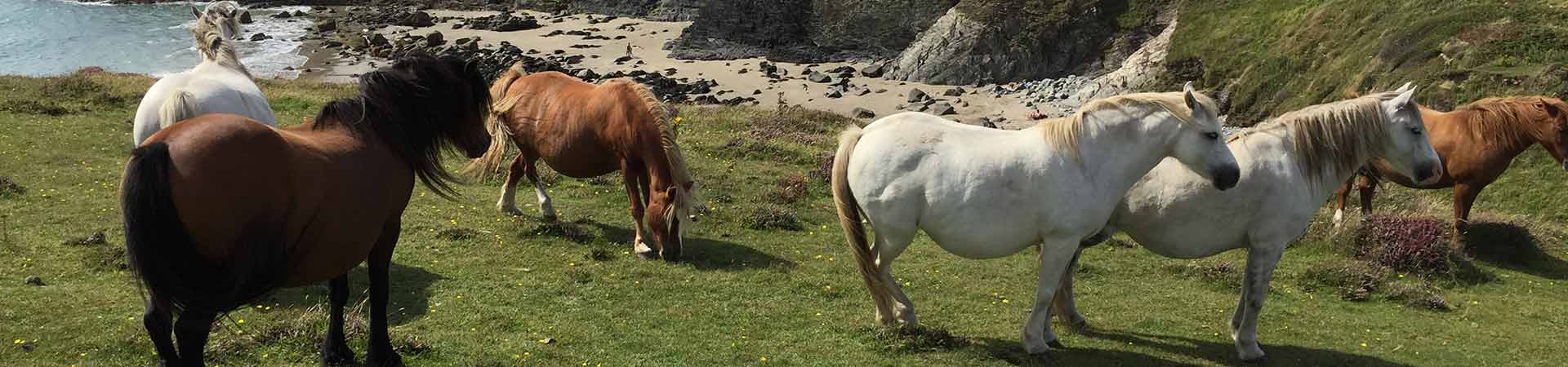 Pembrokeshire Coast National Park